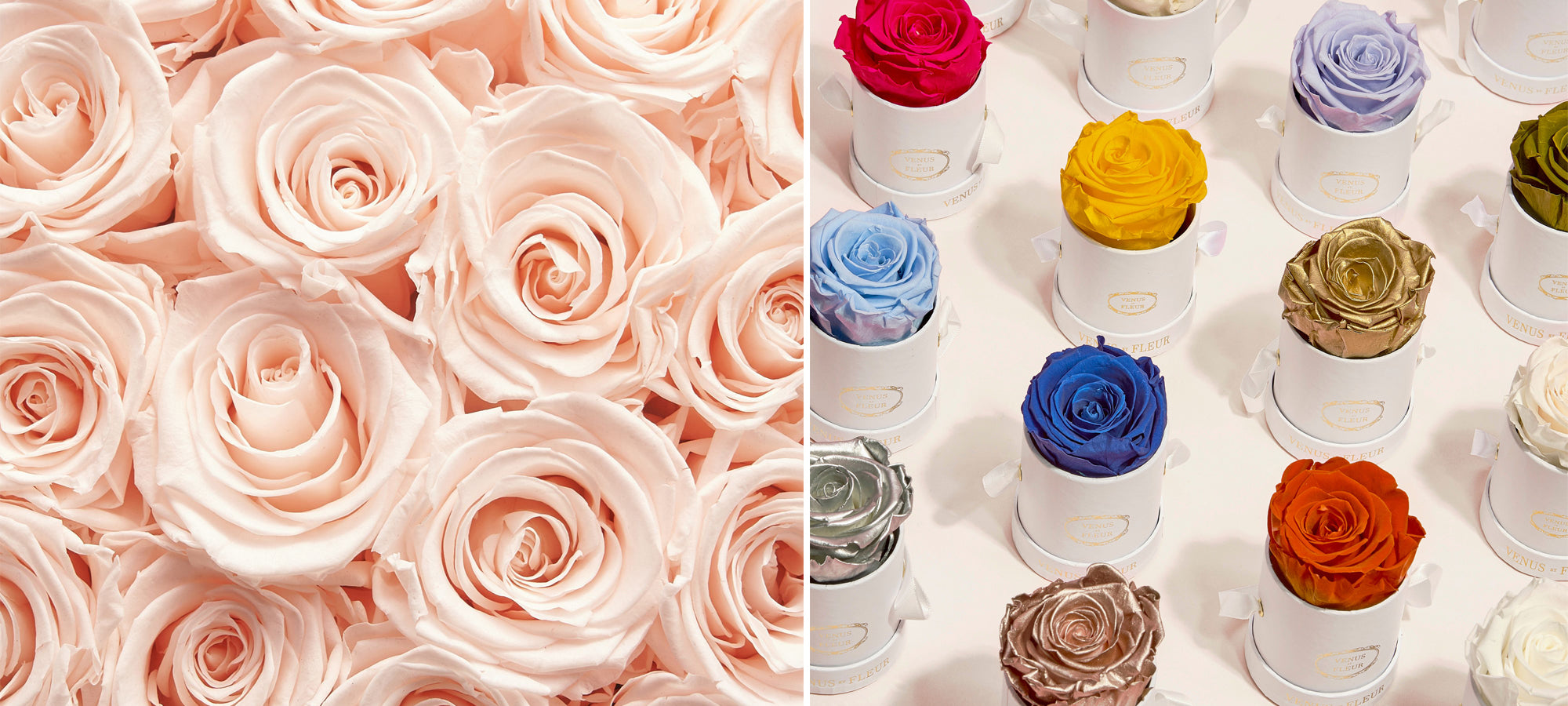 The History, Beauty, and Symbolism of Roses