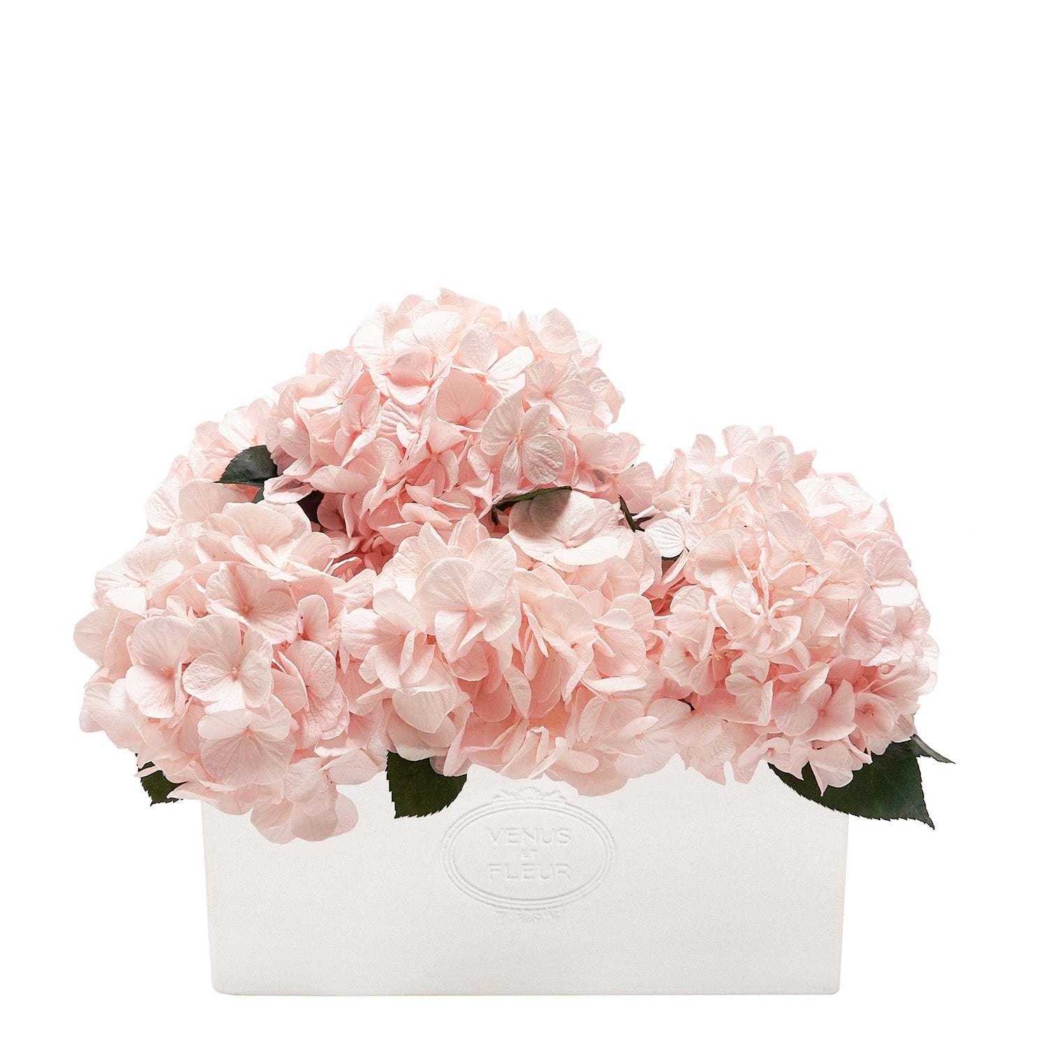 Eternity® Hydrangeas For Elegant Gifts and Home Décor - Venus et