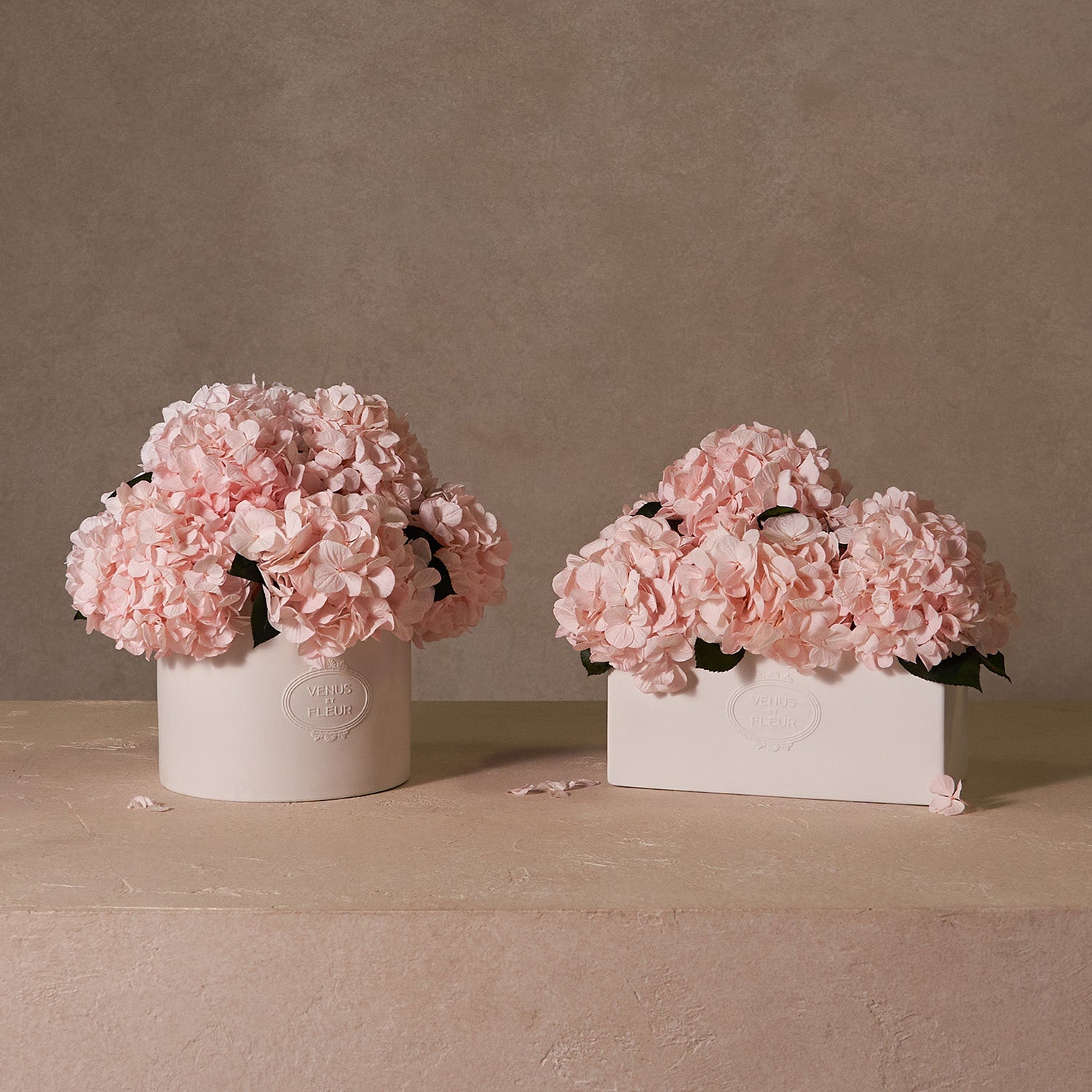 Eternity® Hydrangeas For Elegant Gifts and Home Décor - Venus et