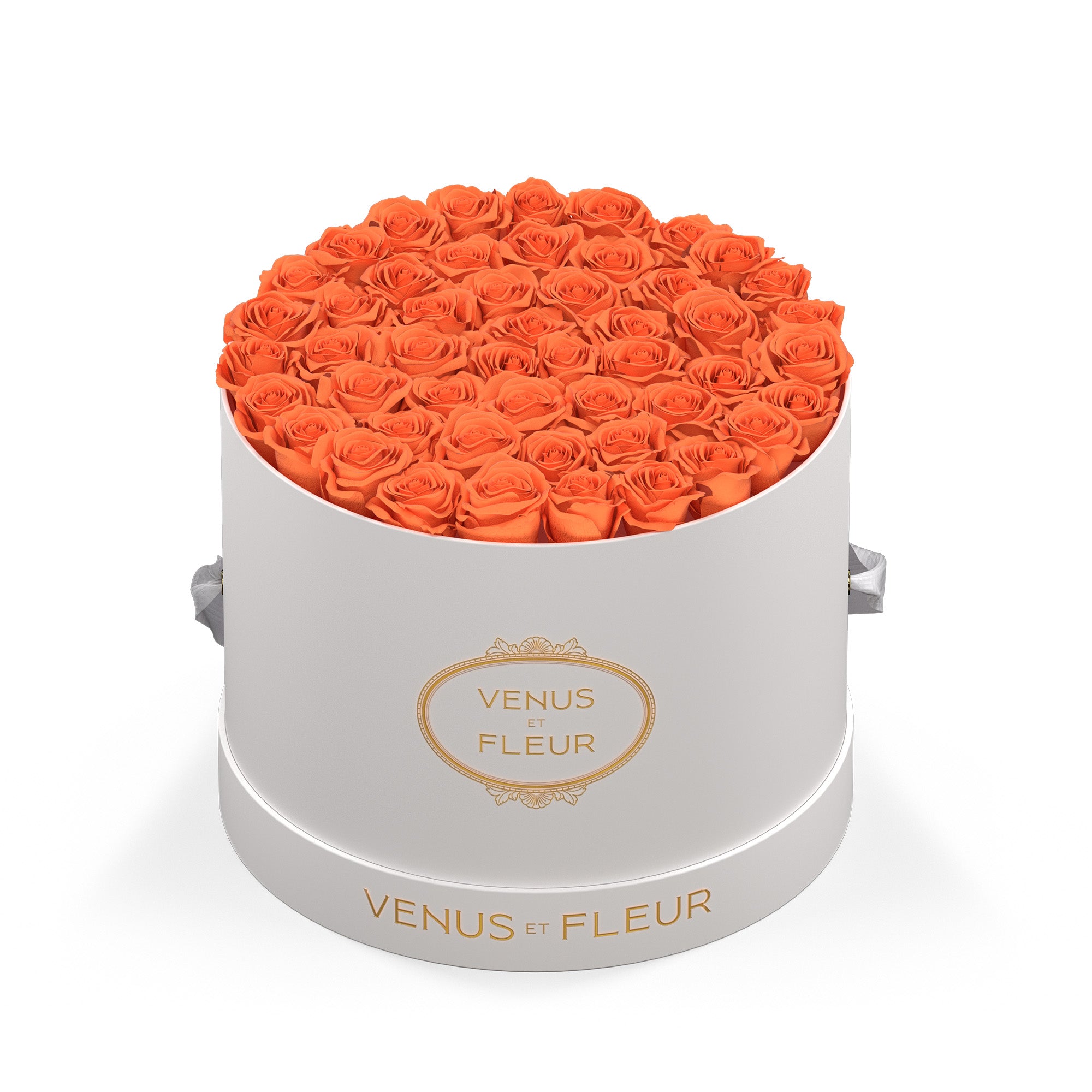 Venus Fleur 2024