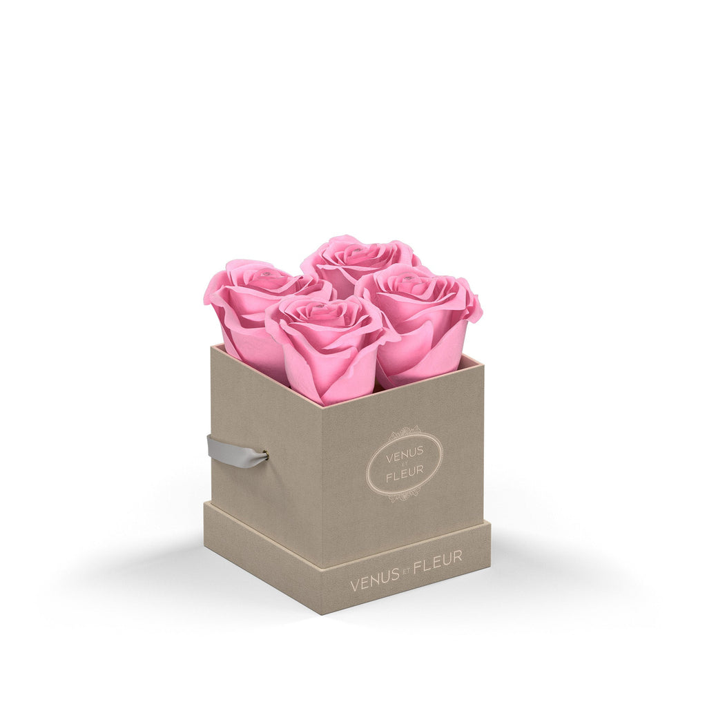 Le Petit, Cream Suede, Pink, 4 Eternity Roses, Venus et Fleur