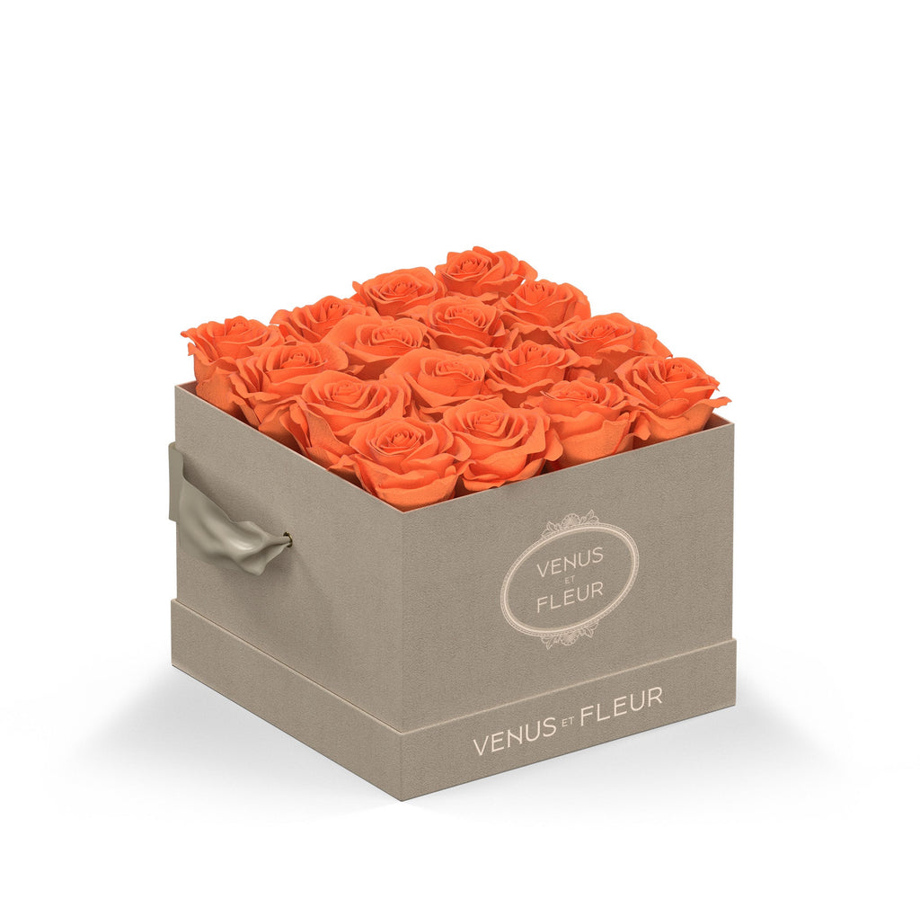 Small Square, Cream Suede, Papaya, 16 Eternity Roses, Venus et Fleur