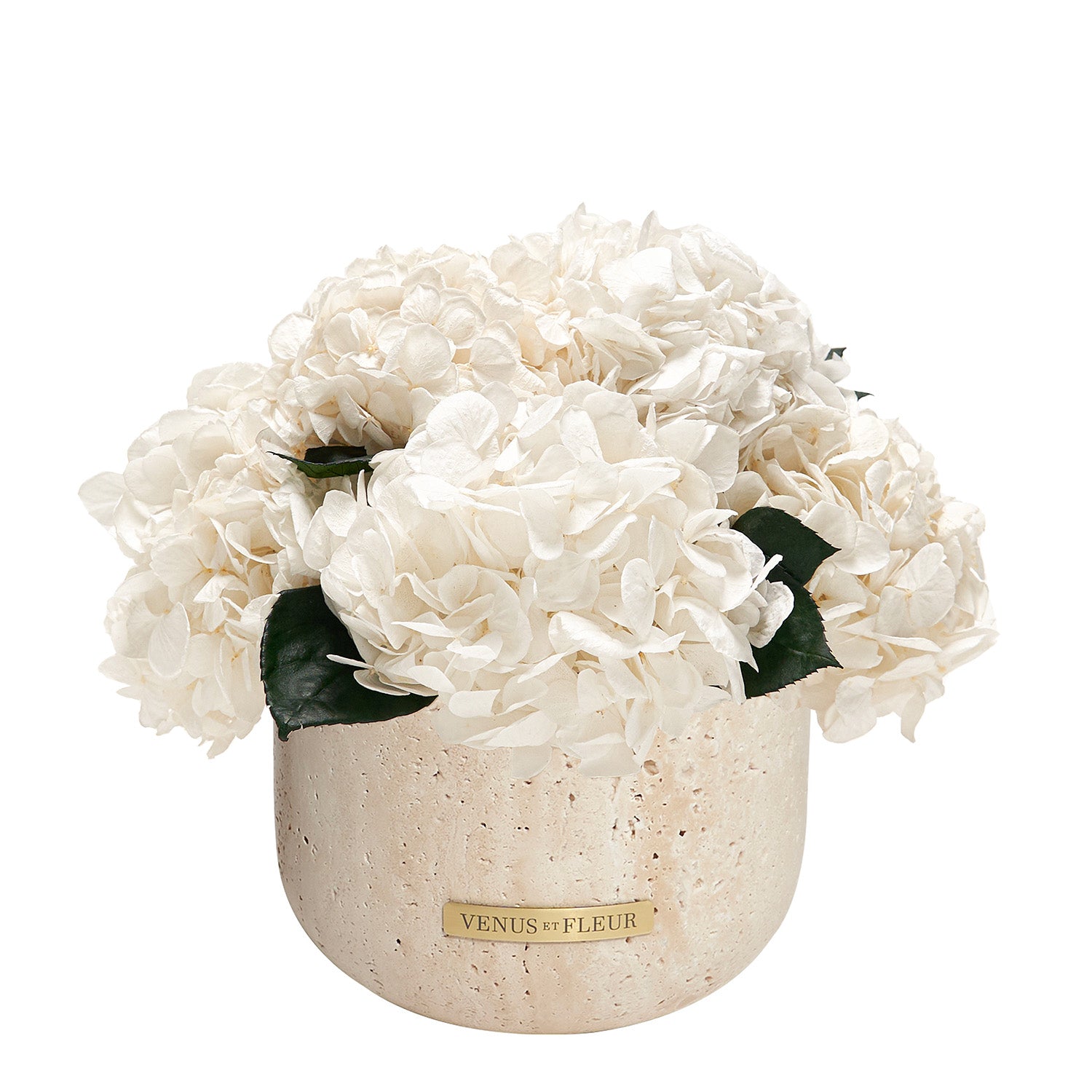 Eternity® Hydrangeas For Elegant Gifts and Home Décor - Venus et