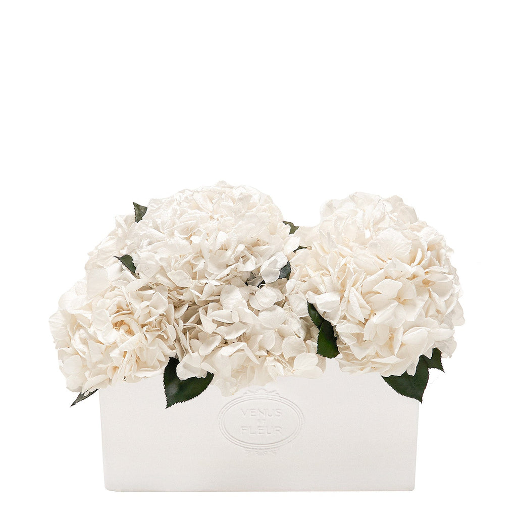 Serene Porcelain Vase, Hydrangeas, White, 6 Eternity Hydrangea Stems, Venus et Fleur